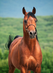 Beautiful bay arabian stallion in the cloudy day