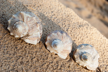 seashells on the beach