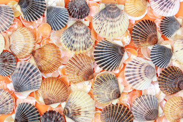 Shells