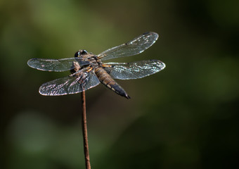 dragonfly on twig