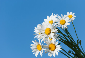 daisies against blue sky