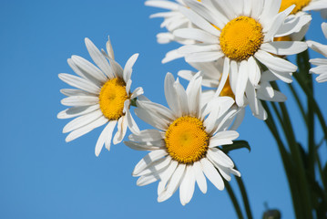 daisies against blue sky