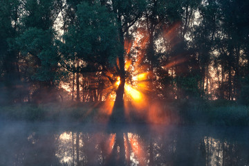 sunbeams behind tree in misty morning