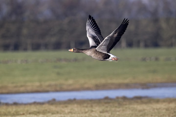 Greylag goose, Anser anser