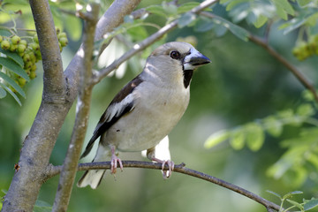 Hawfinch, Coccothraustes coccothraustes