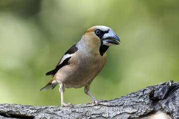 Hawfinch, Coccothraustes coccothraustes