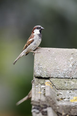 House sparrow, Passer domesticus