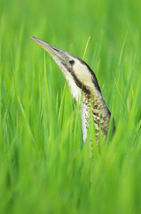 Great Bittern