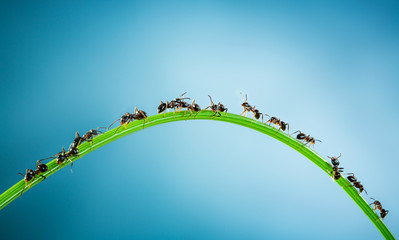 Team of ants. - obrazy, fototapety, plakaty