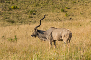 Naklejka na ściany i meble Tragelaphus strepsiceros - większa Kudu