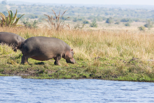Hippopotamus - Hippopotamus amphibius