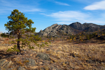 Lonely pine tree in the desert mountains