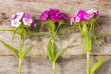 Wildflowers  and wooden wall