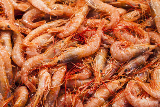 shrimps (Parapenaeus longirostris) , fish market