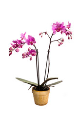 mini orchid on white