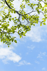 Green leaves