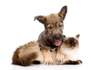 puppy and siamese cat together. isolated on white background