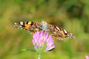 Painted Lady (Vanessa cardui) on clovers flower. Macro