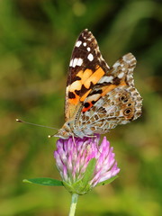 Painted Lady (Vanessa cardui) on clovers flower. Macro