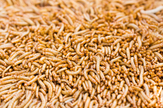 Mealworms