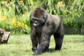 Mountain Gorilla