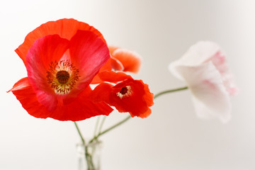 Nice poppies in the vase