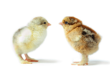 Brahma pair
