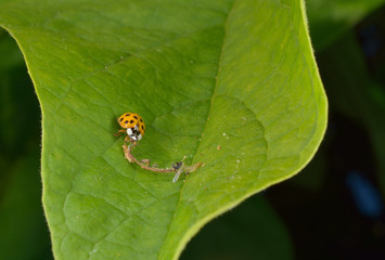 asian ladybird has a meal...
