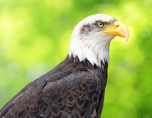 Obraz premium Bald Eagle - Haliaeetus leucocephalus