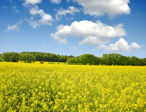 rapeseed field with blue sky
