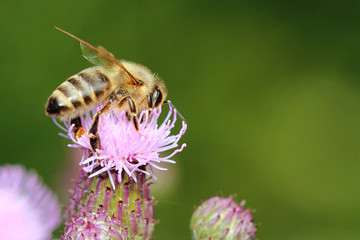 Working bee on lilac flowers. Macro
