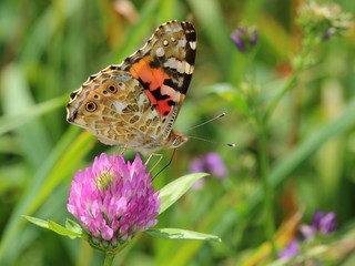 Painted Lady (Vanessa cardui) on clovers flower. Macro