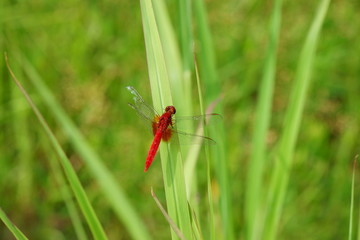 ショウジョウトンボ
