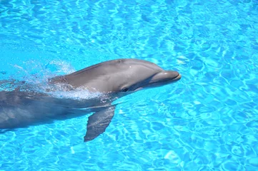 Lichtdoorlatende rolgordijnen zonder boren Dolfijnen Zwemmen met dolfijnen