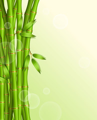 Fototapeta na wymiar Vector illustration of Background with green bamboo