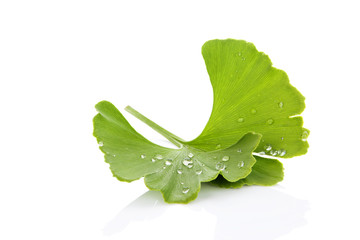 Ginkgo leaf with dew. - obrazy, fototapety, plakaty