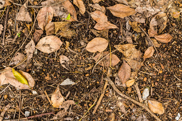 dry leaves texture on ground