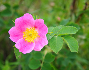 Flower of dog-rose (Rosa canina) growing in nature