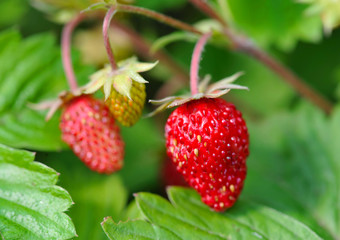 Wild strawberry