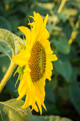 Sunflowers in early evening as sun sets