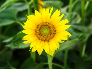 Sunflowers in early evening as sun sets