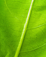 green leaf texture