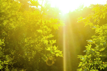 Green leaves and sun