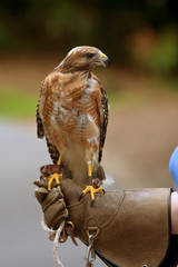 Red Shouldered Hawk Sits Perched On Person's Gloved Hand