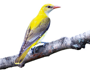 Oriolus oriolus, Golden Oriole.