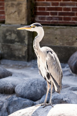 Reiher