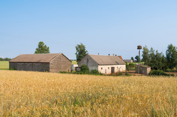 Polish farm and fields of wheat