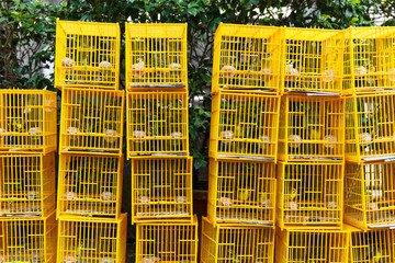 Bird Market in Hong Kong