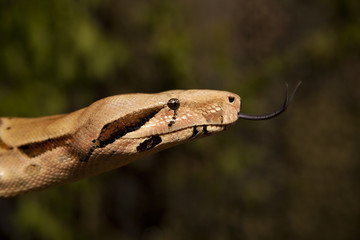 Boa Constrictor Close up