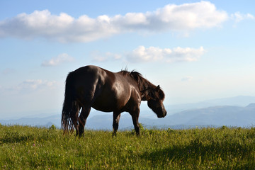 Pferd auf der Bergwiese